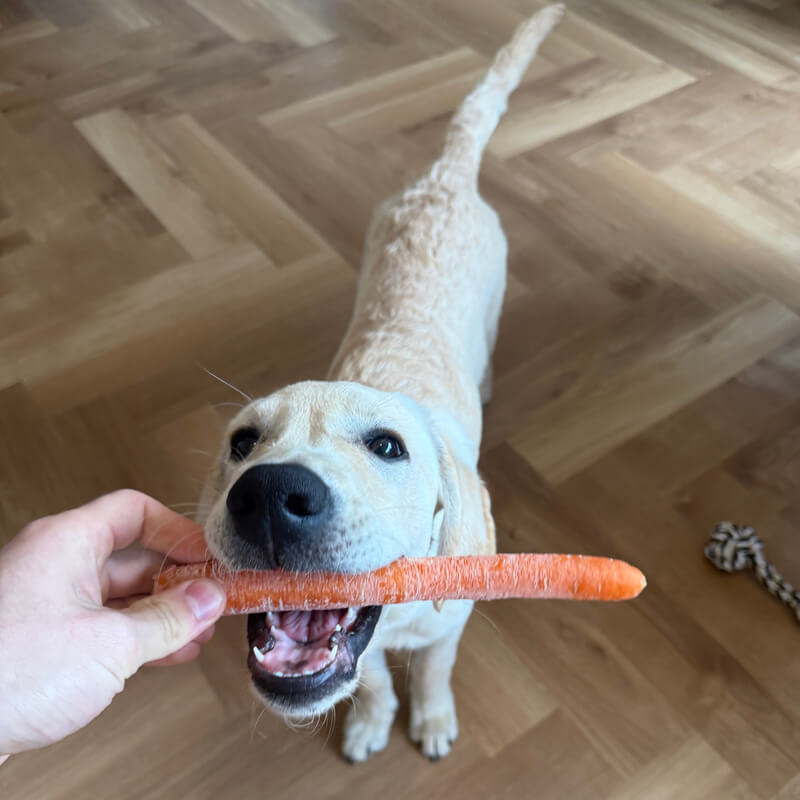 Lager cholesterol bij honden op plantaardig voer?