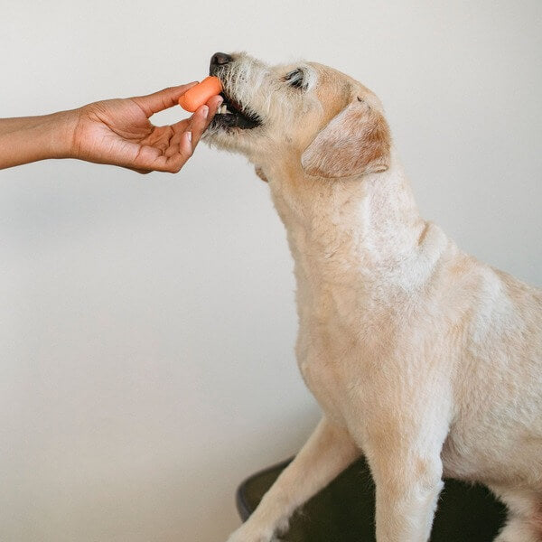 Hond te zwaar? Zo herken je het met een conditiescore