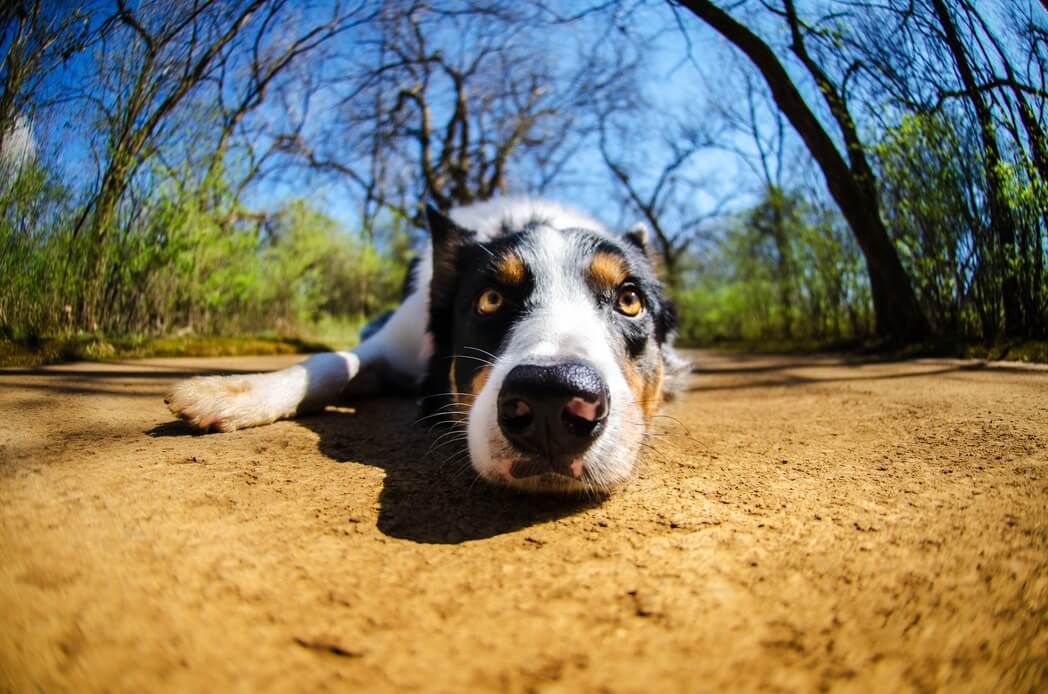 Eliminatiedieet bij je hond: hoe lang duurt het en wat gebeurt er daarna?