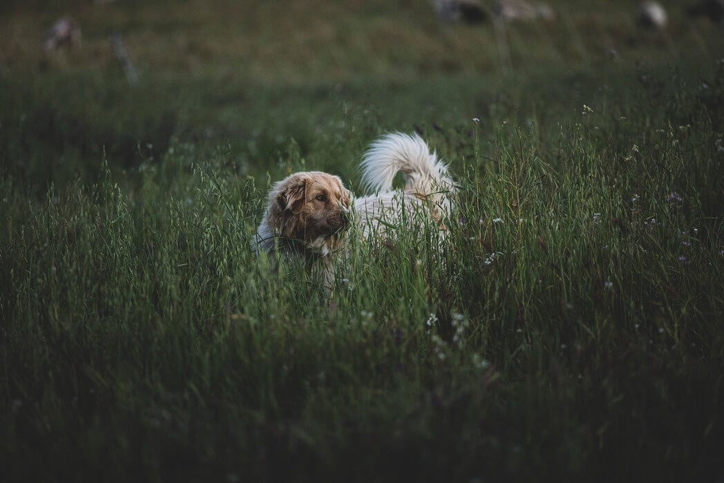 Is plantaardig vezelrijk hondenvoer goed voor de darmflora van je hond?