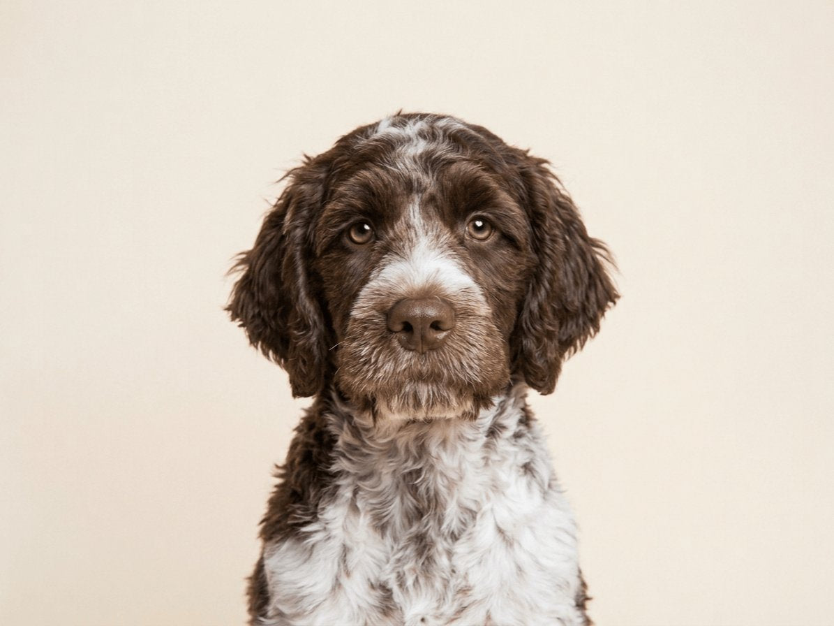 Hoeveel vegetarisch hondenvoer heeft mijn hond nodig?
