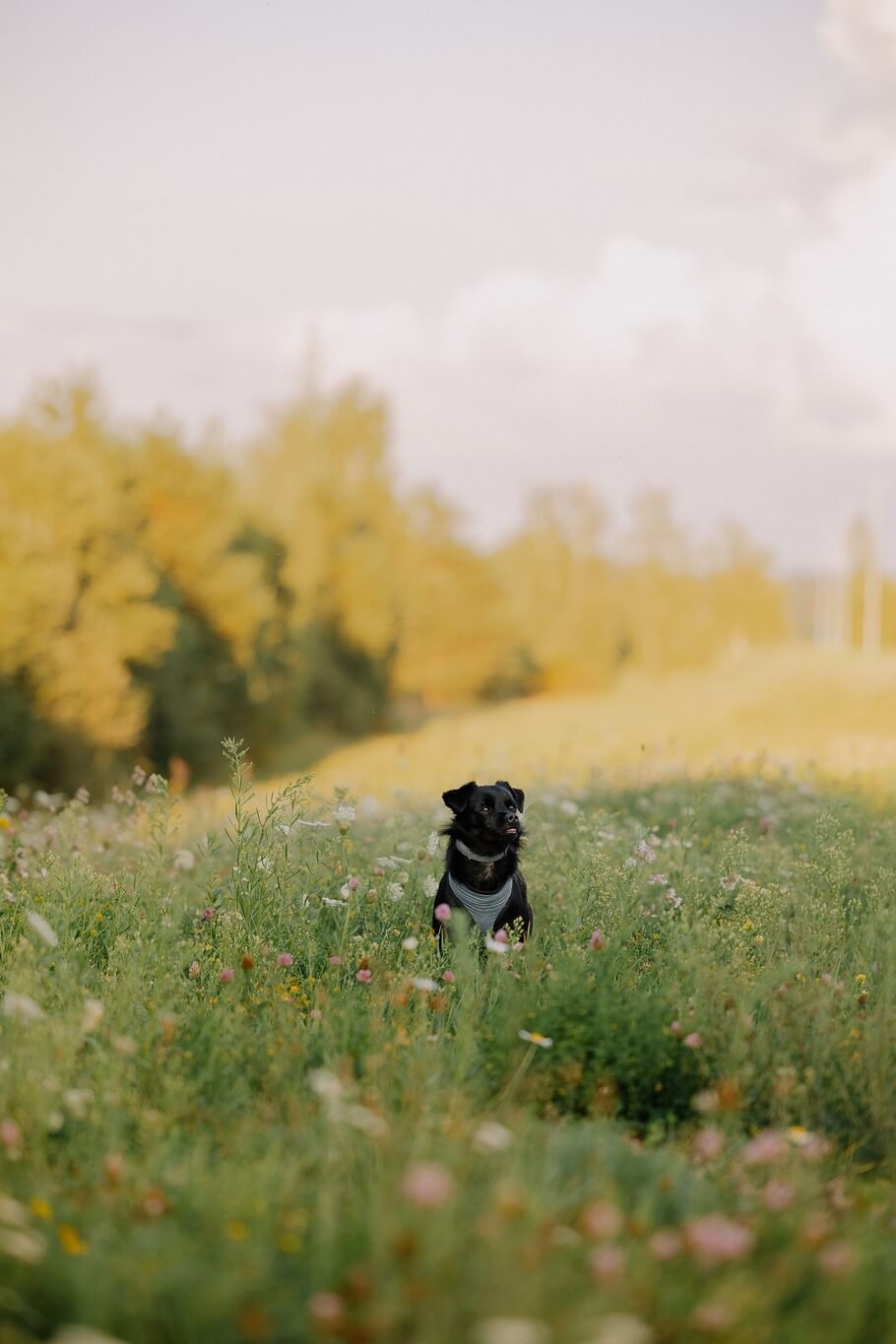 Krijgt mijn hond wel genoeg vitamine D op plantaardig voer?