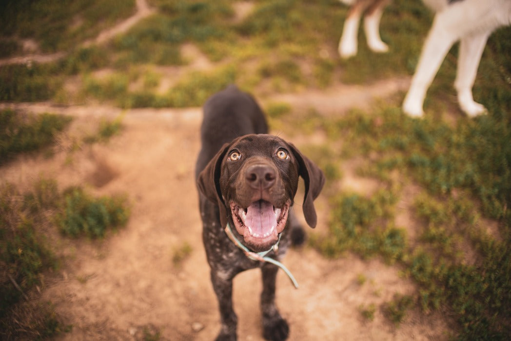 Vinden honden plantaardig voer net zo lekker als vleesvoer?