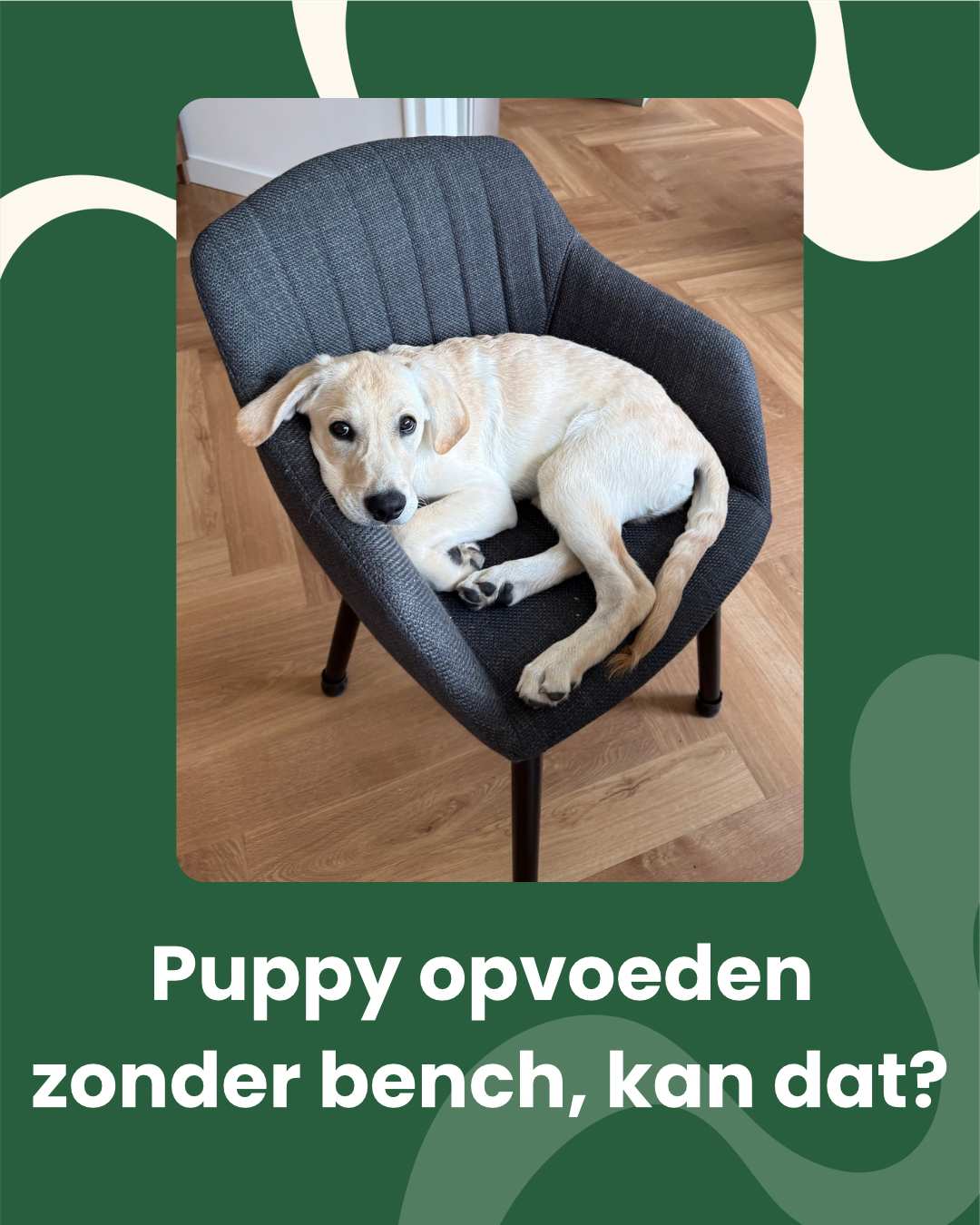 VerdaDog Instagram puppy opvoeden