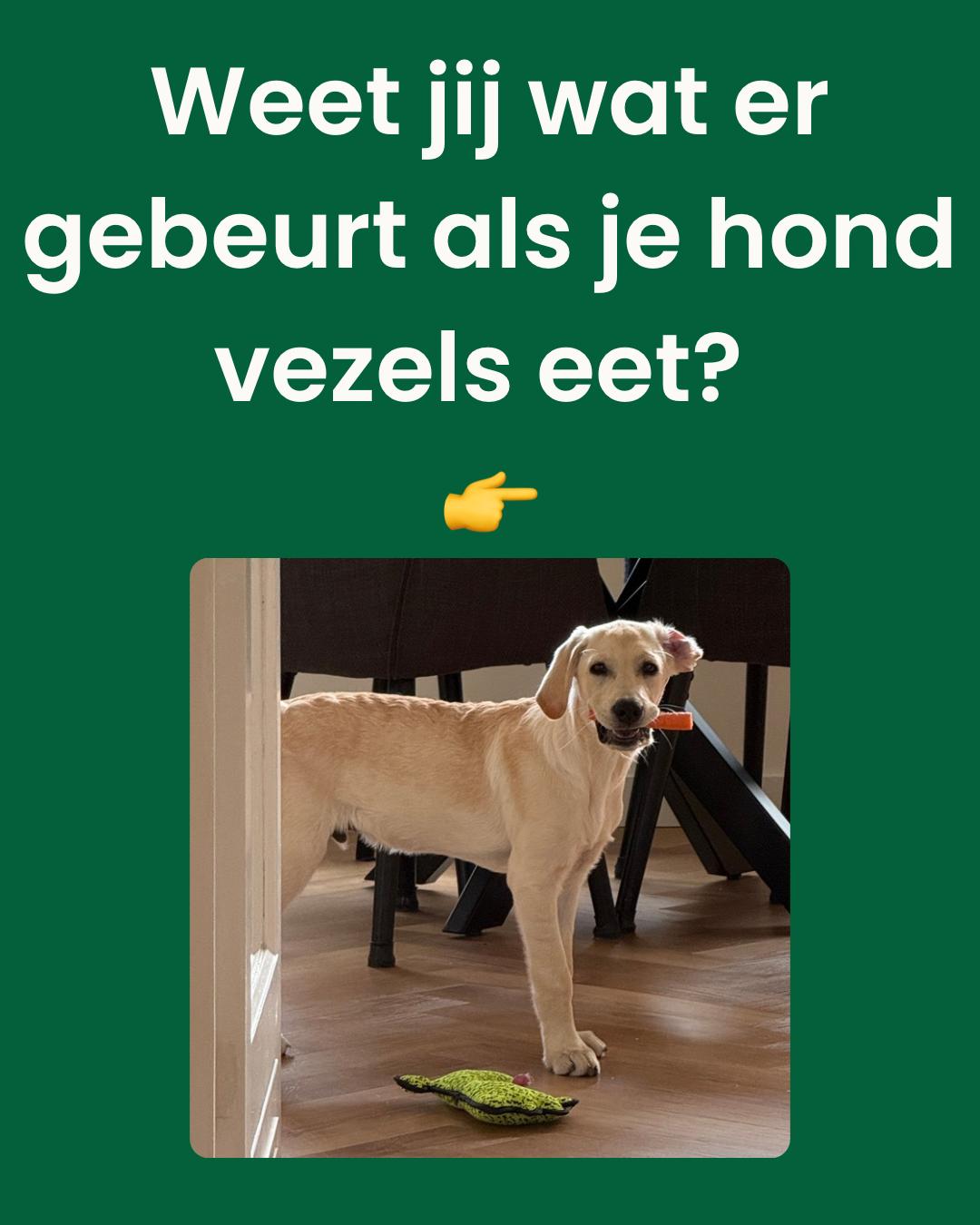 VerdaDog Instagram Vezels