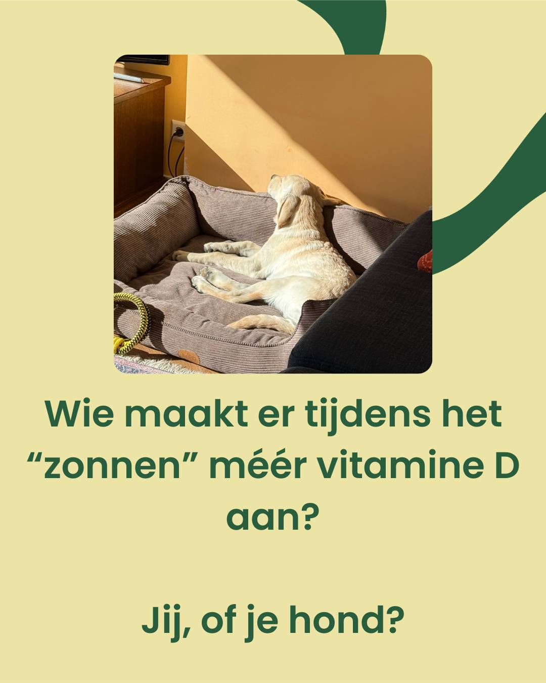 VerdaDog Instagram VitamineD