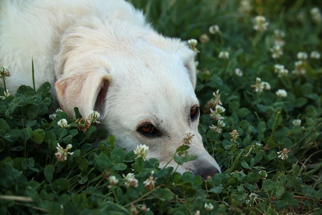 VerdaDog hond natuur plantaardig liggend