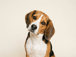 VerdaDog hond plantaardig hypoallergeen Beagle