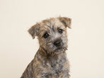VerdaDog hond plantaardig hypoallergeen Border Terrier