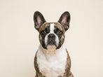 VerdaDog hond plantaardig hypoallergeen Franse bulldog