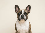 VerdaDog hond plantaardig hypoallergeen Franse bulldog