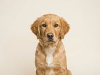 VerdaDog hond plantaardig hypoallergeen Golden retriever