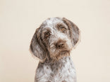 VerdaDog hond plantaardig hypoallergeen Spinone Italiano