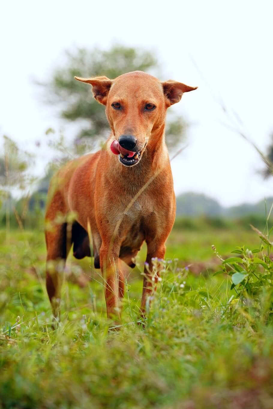 VerdaDog nature dog plantbased