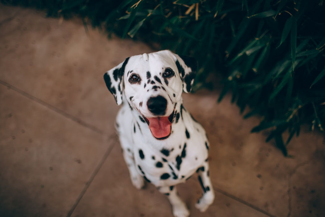 VerdaDog plantbased hypoallergenic horizontal 