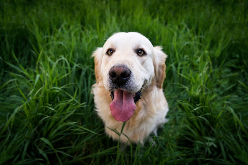 VerdaDog plantbased hypoallergenic horizontal dog