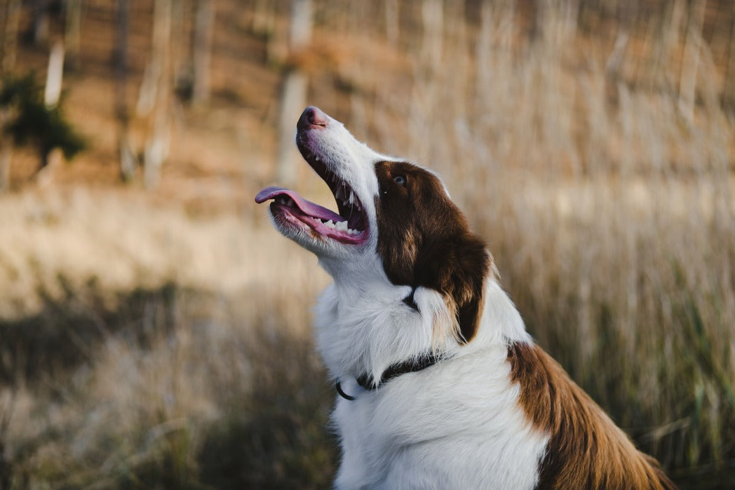 VerdaDog plantbased hypoallergenic horizontal dog