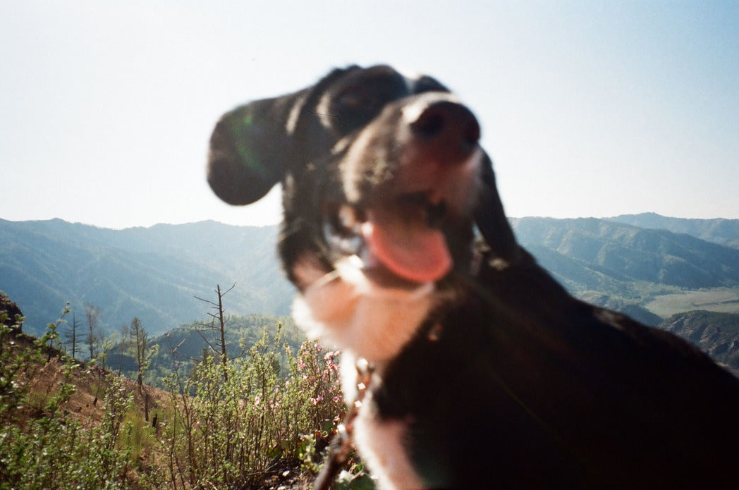 VerdaDog plantbased hypoallergenic horizontal mountain