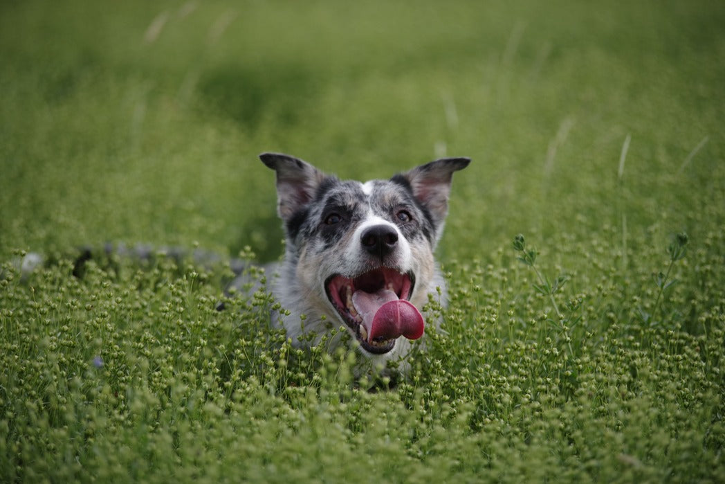 VerdaDog plantbased hypoallergenic horizontal nature