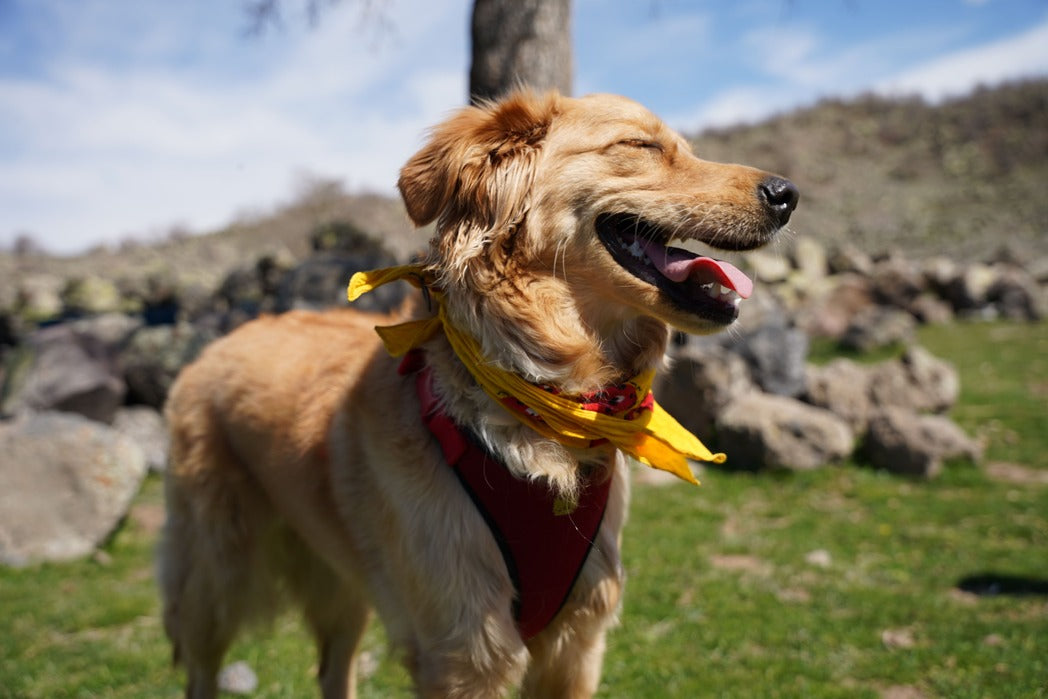 VerdaDog plantbased hypoallergenic horizontal smiling