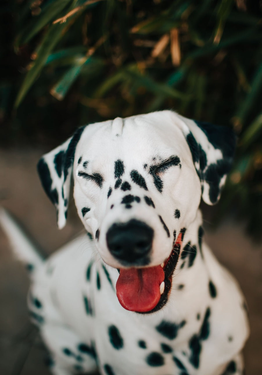 VerdaDog plantbased hypoallergenic vertical