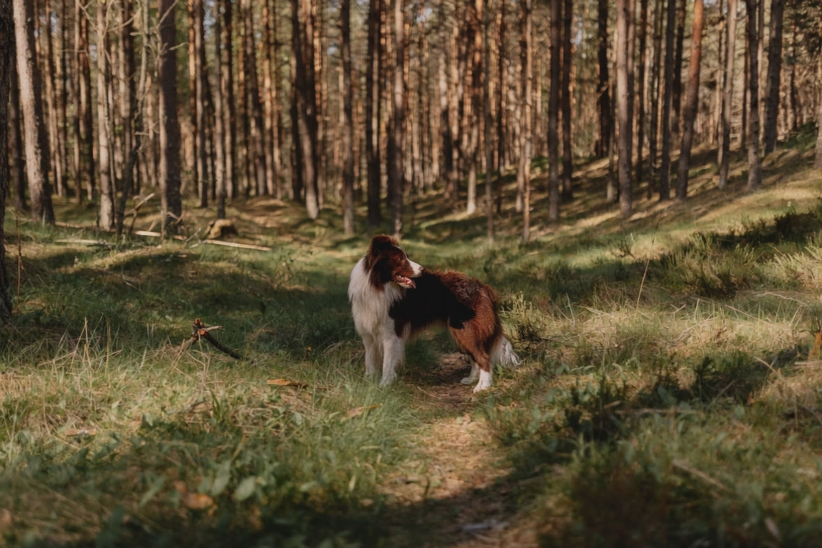 VerdaDog walking forest